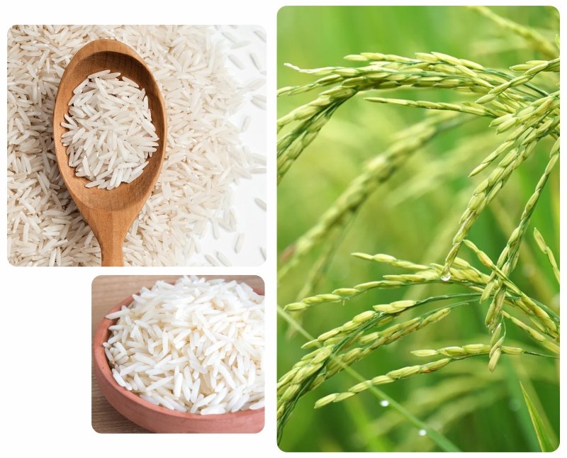 Harvested Rice field